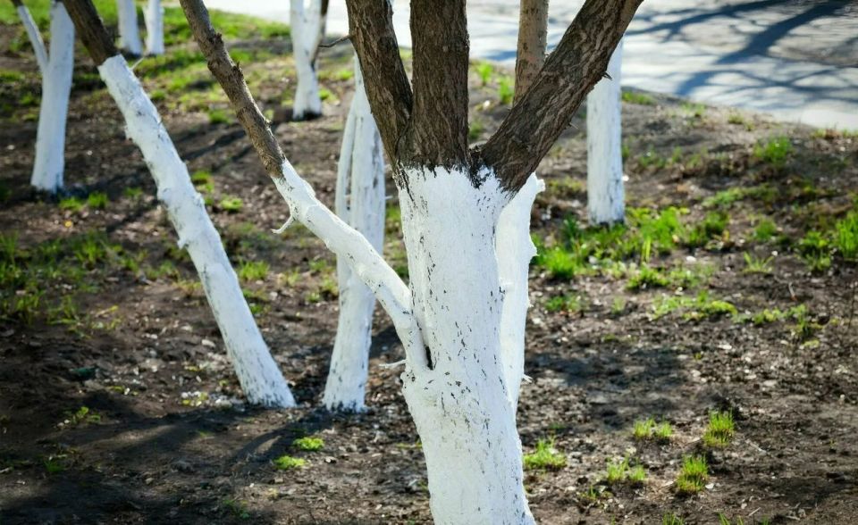 Осенняя побелка поможет сохранить деревья