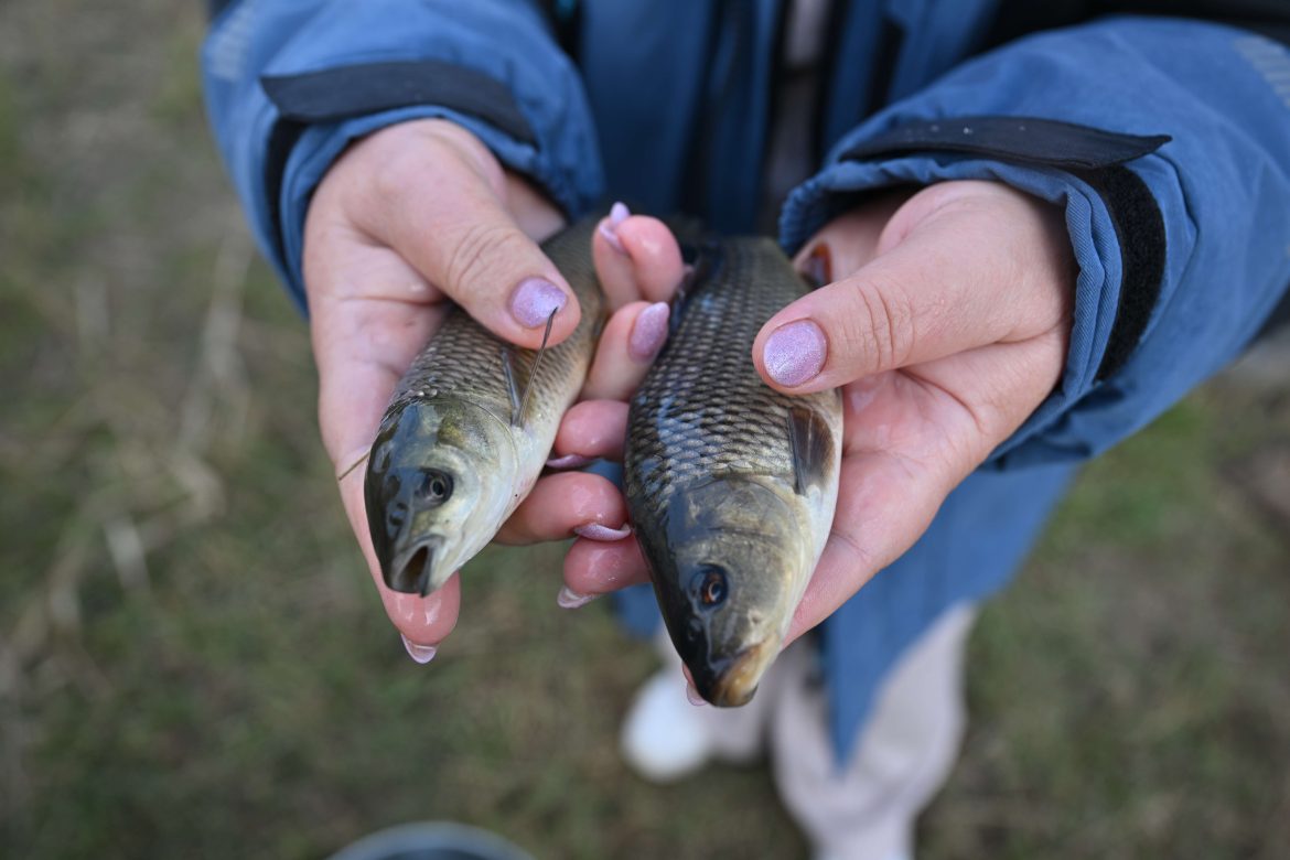 Ростовская АЭС выпустила в 2025 году в Цимлянское водохранилище почти миллион мальков сазана и белого амура