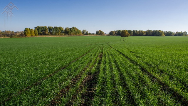 В Россельхозцентре рассказали об осенней защите озимых
