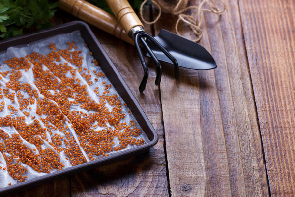 Где хранить семена до весны