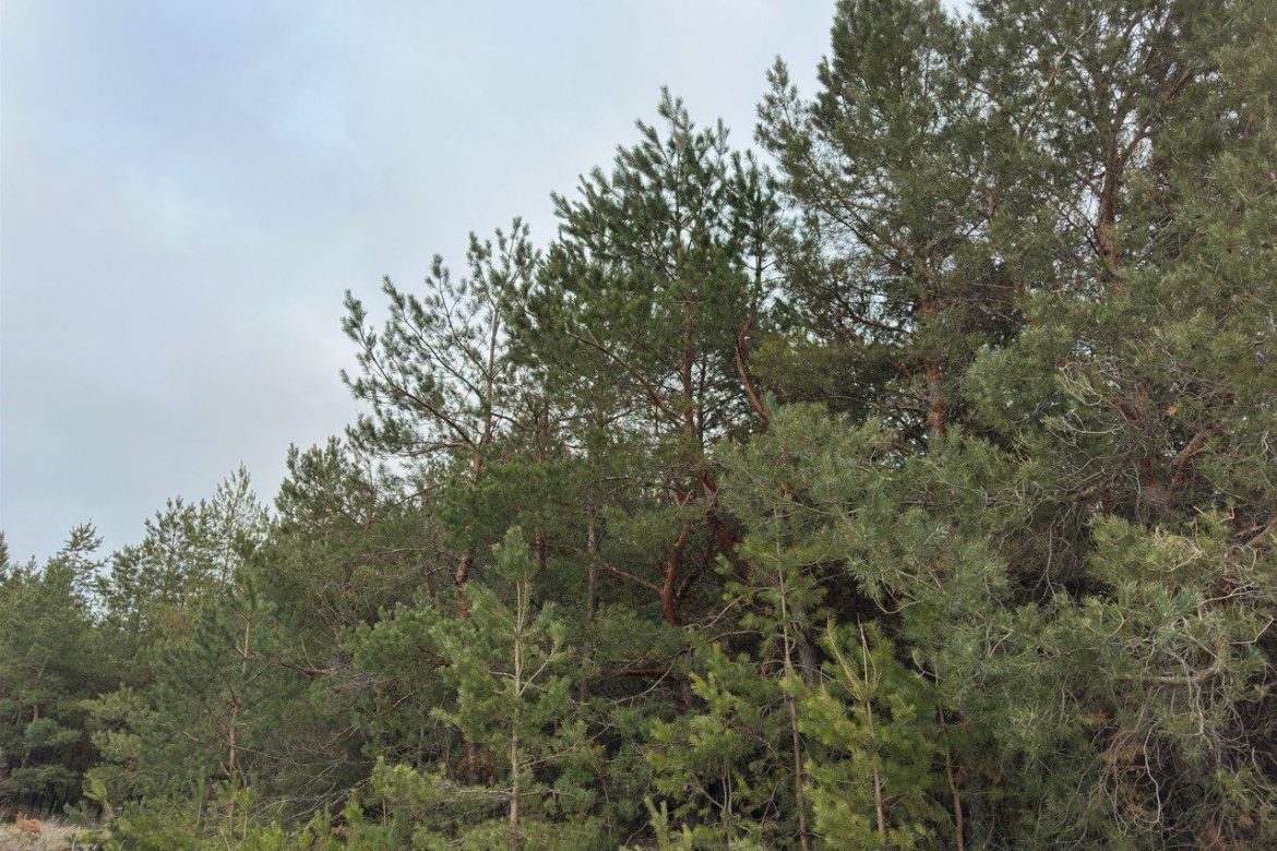 В Ростовской области усилен контроль за лесным фондом