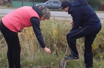 древонасаждения