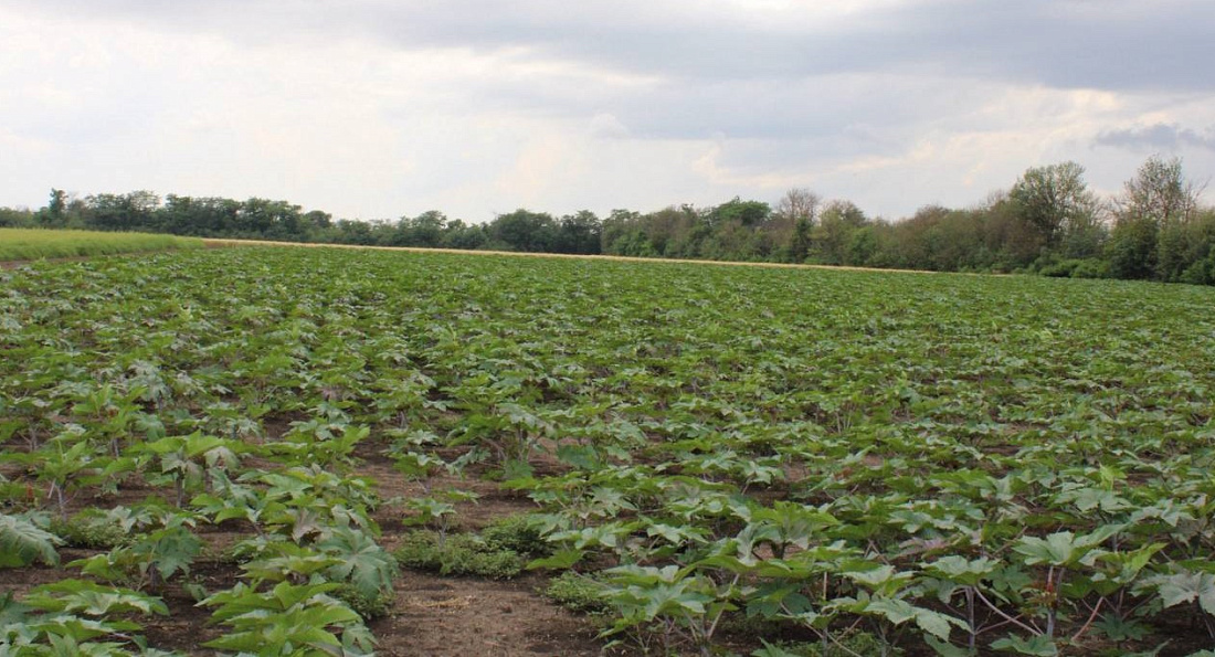 Донские эксперты ЦОК АПК вдвое увеличили площади апробируемых семенных участков