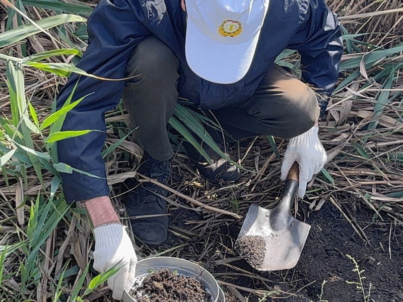 Россельхозцентр проводит регулярные наблюдения за саранчовыми