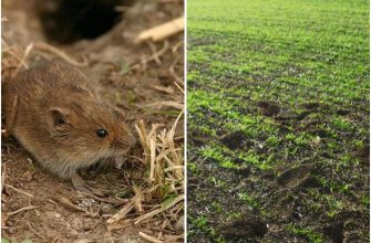 мышевидные