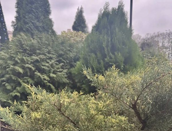 Почему хвойным растениям нужна особая подготовка к зиме