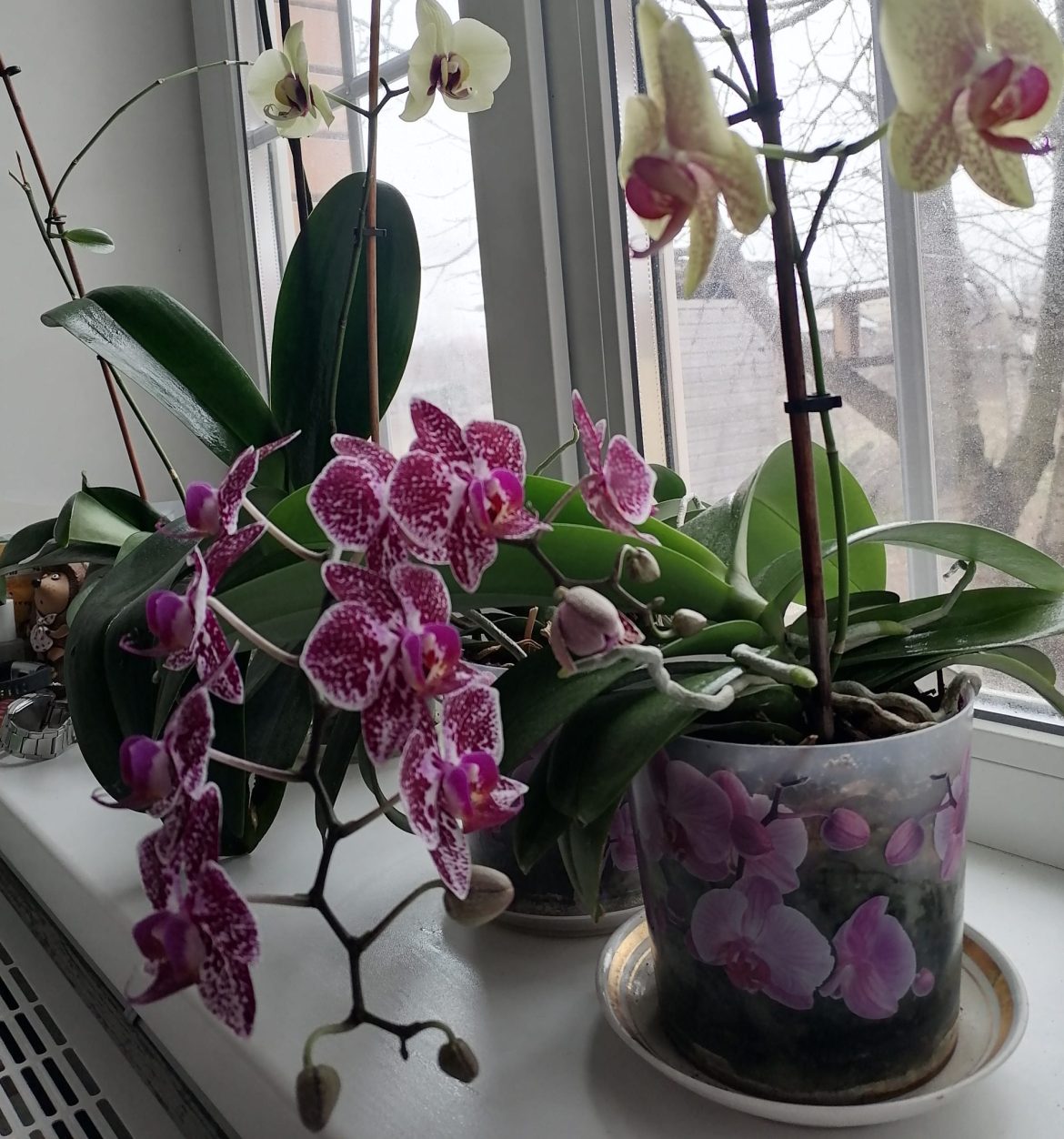 Защитите комнатные растения от зимней корневой гнили