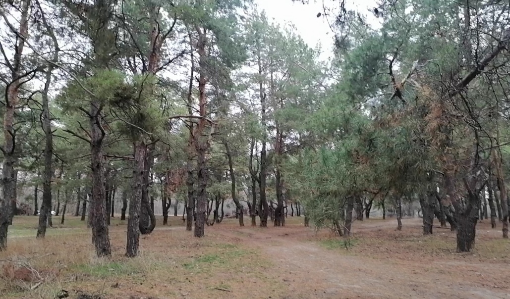 В предпраздничный период в донских лесах  ужесточили контроль