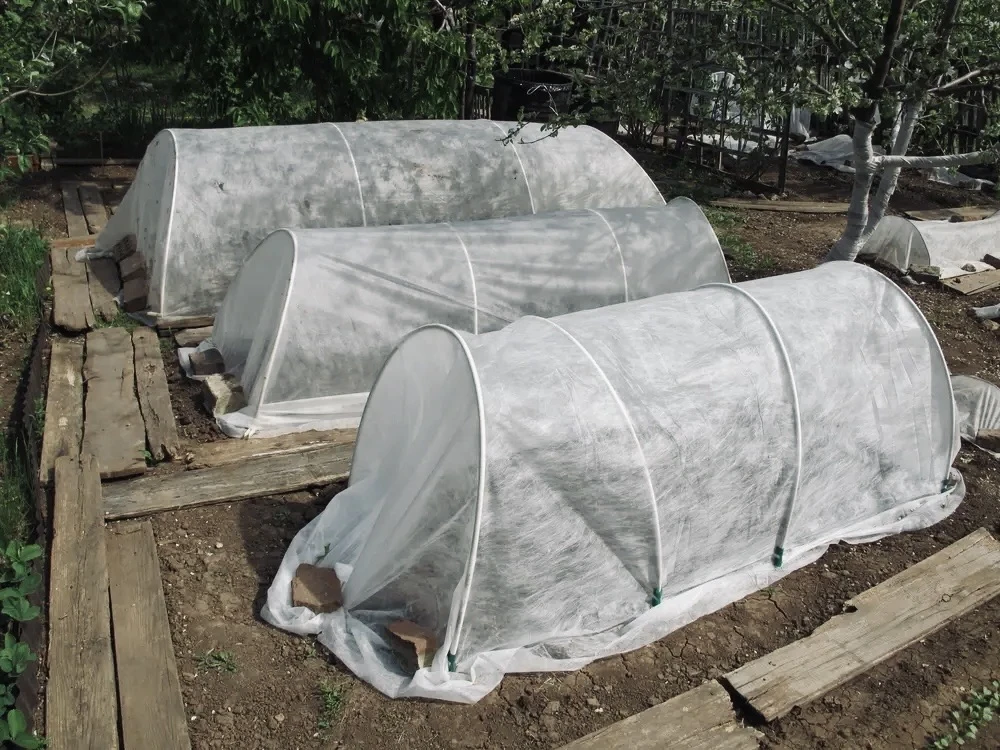 О зимней подготовке донского винограда рассказали в Россельхозцентре