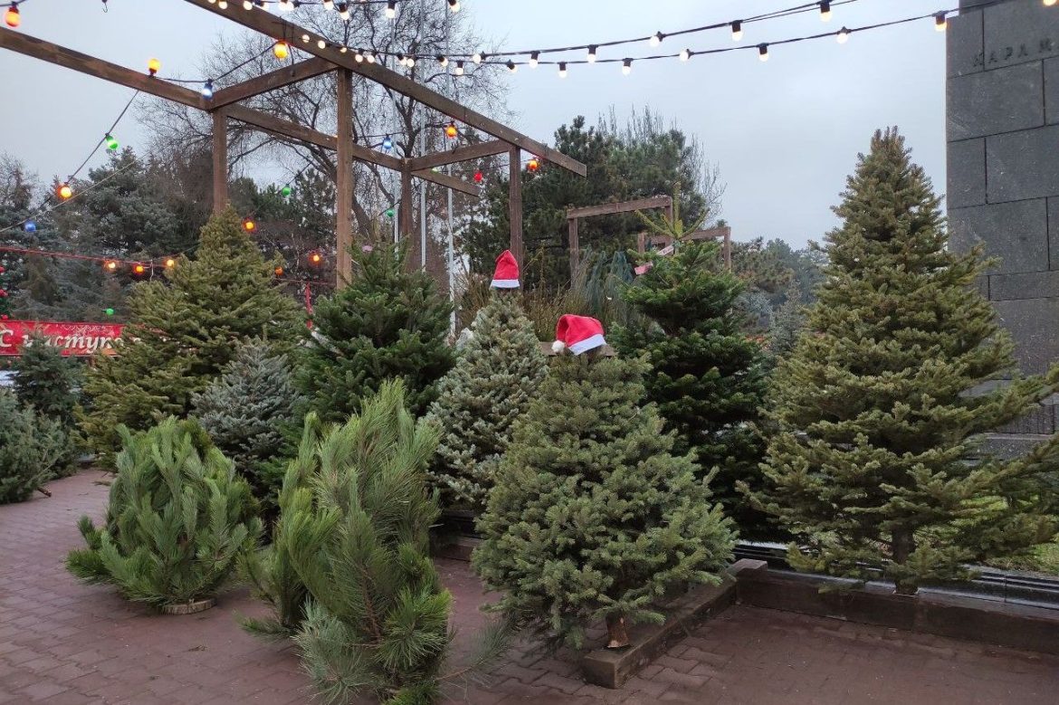 На елочных базарах Ростовской области началась торговля