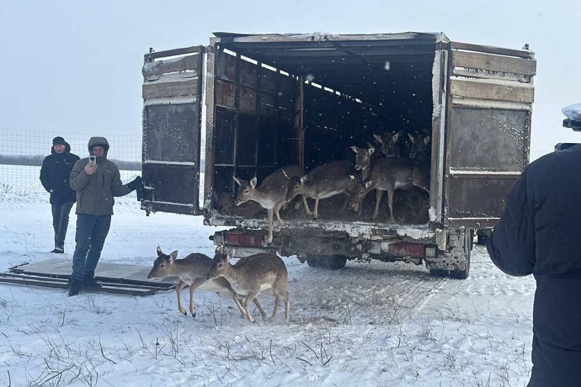 Пятьдесят ланей выпустили в природу Кашарского района для сохранения видового биоразнообразия в регионе