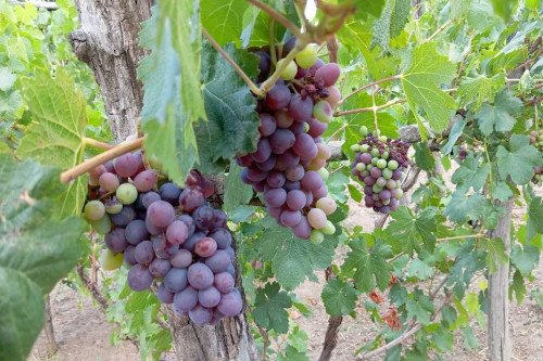 Тихие вина Дона возглавили список «Винного гида России» в 2025 году