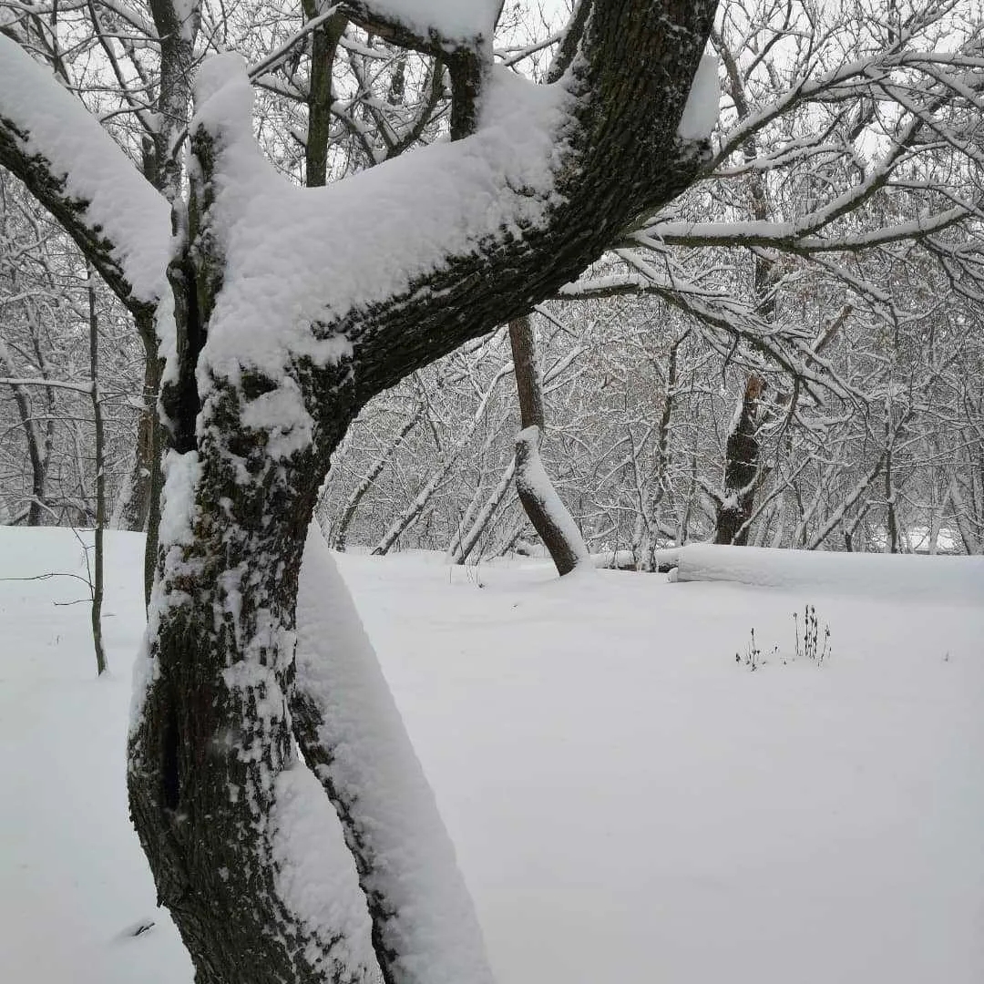 Как уберечь сад в Ростовской области от зимних сюрпризов