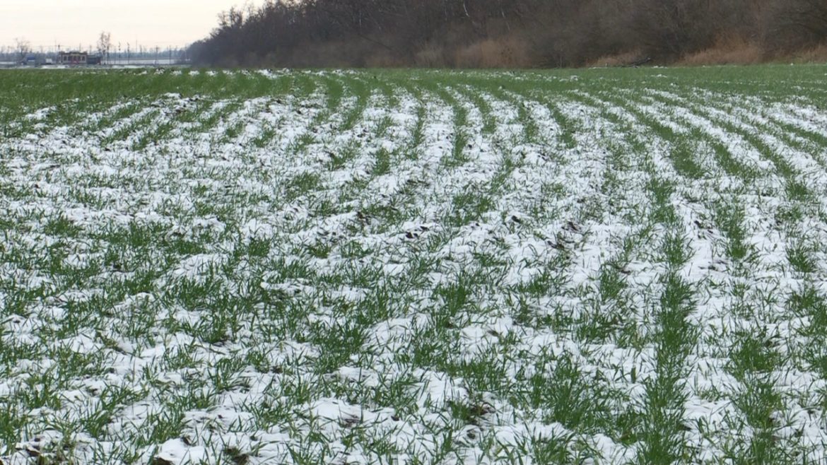 Мониторинг озимых культур в Ростовской области продолжается