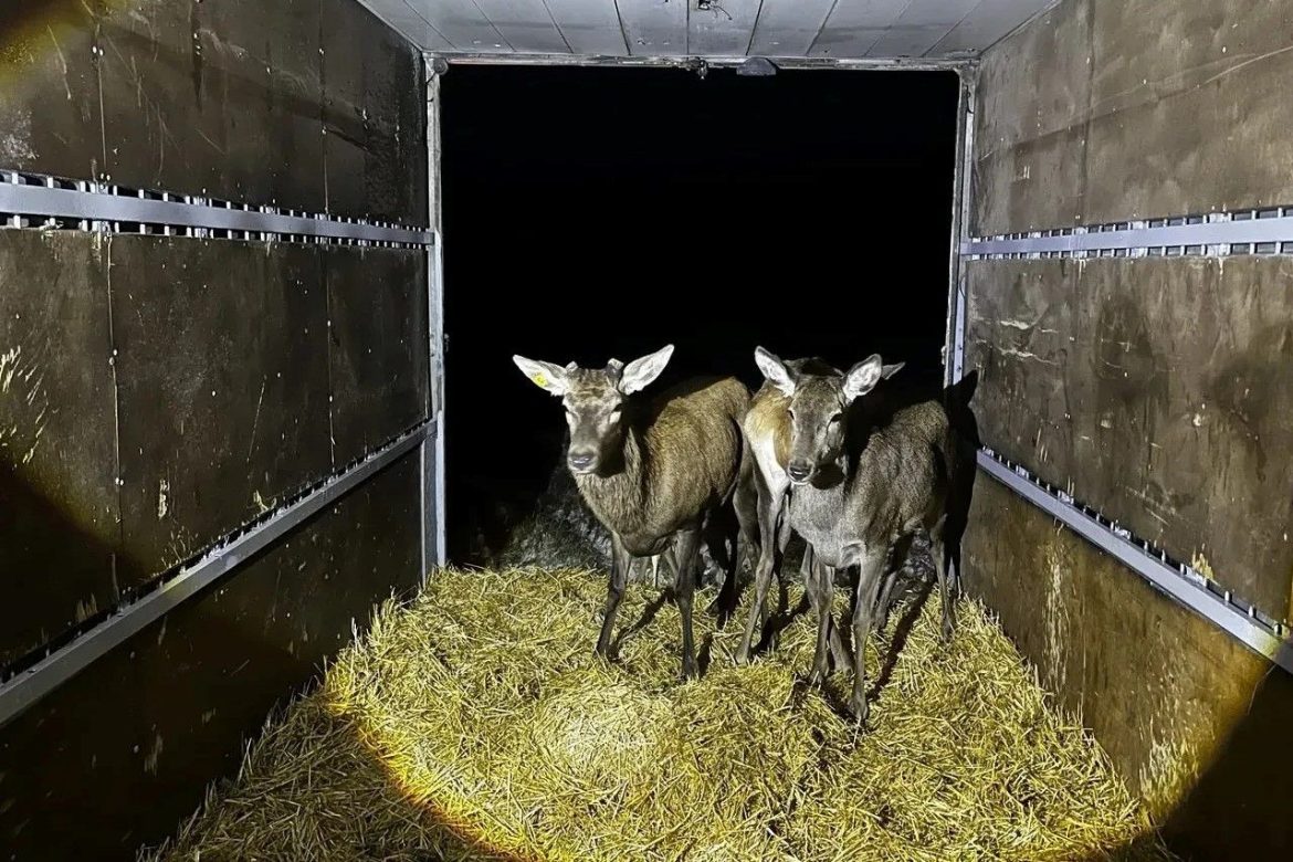 На Дону в 2025 году в естественную среду обитания выпущено более 16 тысяч животных