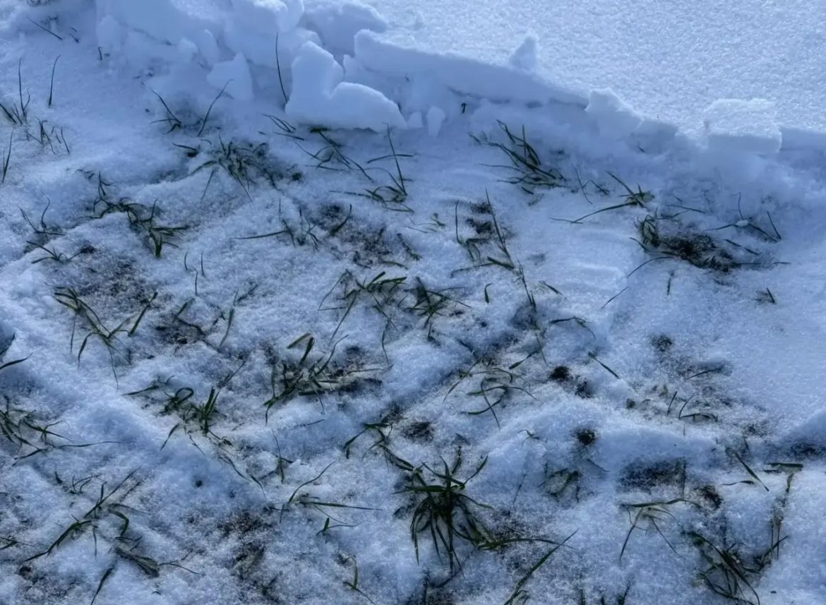 Эксперты Россельхозцентра предупреждают о рисках гибели озимых зерновых и дают рекомендации по защите посевов