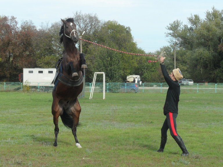 Советник гендиректора АО «Росипподромы» Владимир Жуковский оценил перспективы развития ипподромного бизнеса на Дону
