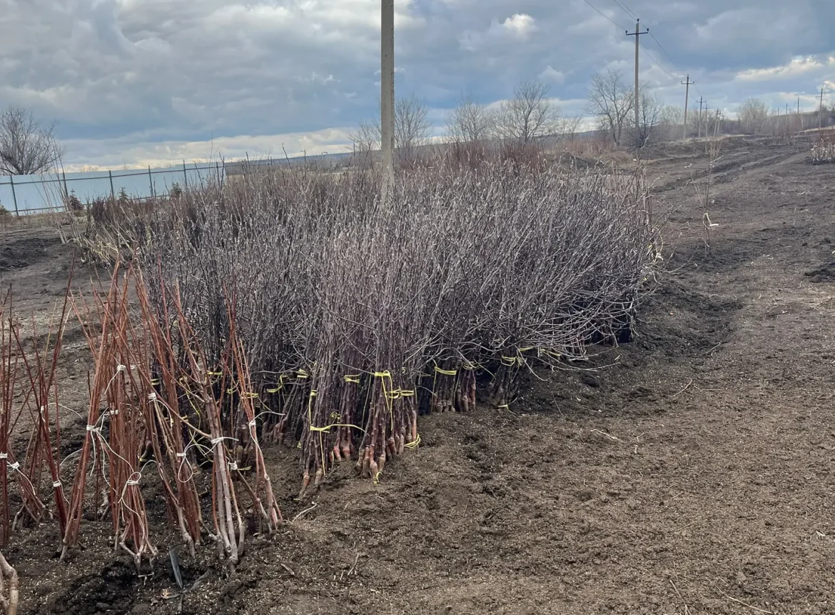 Сад начинается с саженца: как проверка качества определяет будущий урожай