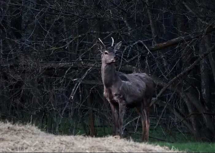 Сезон охоты 2025–2026 в Ростовской области завершается 31 марта