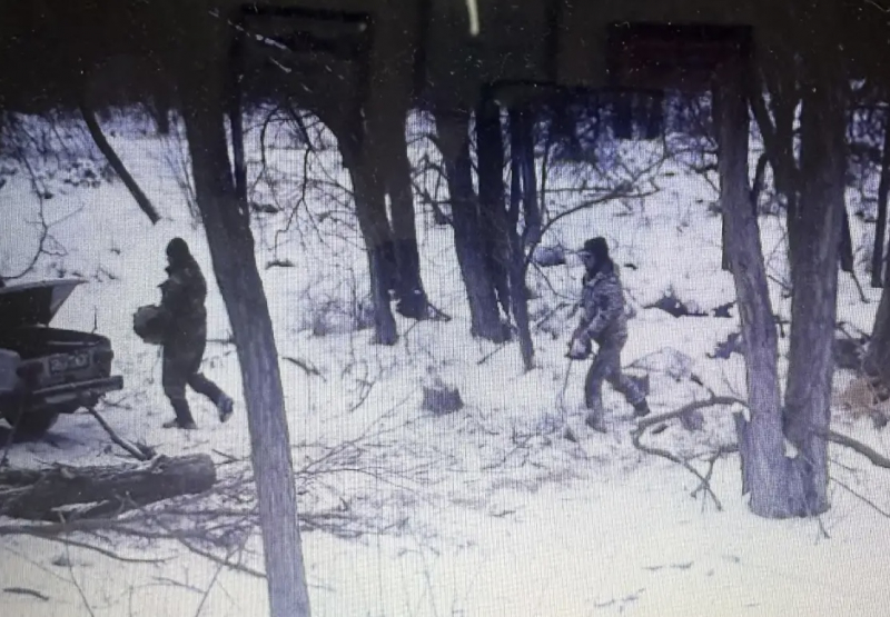 Незаконная вырубка в Рябичевском лесничестве: ущерб составил более 66 тысяч рублей