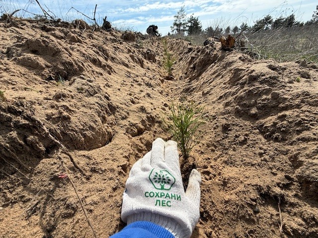 «Почтовый лес» появился на площади четырёх гектаров в Усть-Донецком лесничестве
